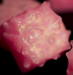 Nightcaps - Fugu Gen3 - Protoculture