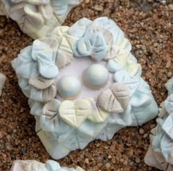 Doohickeys - Kudzu - Pastel
