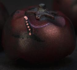 Nightcaps - Tomatie - Rotten Tomato