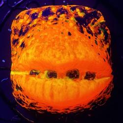 Ritual Master - Speaker - Lava (HP)