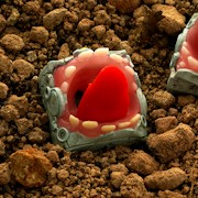 Bro Caps - Original Tongue Pilot 2